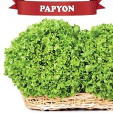Salata PAPYON F1 5000sem (pilirano seme) /yuksel/