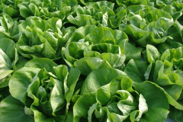 Salata MENSANA F1 5 gr /enza zaden/