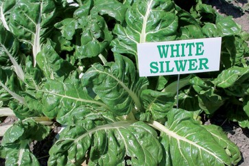 Blitva WHITE SILWER 50 gr /enza zaden/