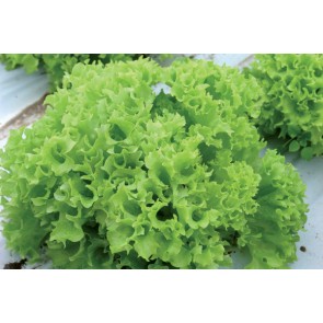 Salata LOBY F1 5 gr /enza zaden/