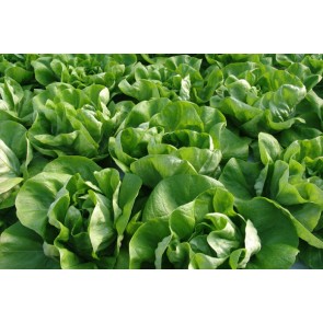 Salata MENSANA F1 5 gr /enza zaden/
