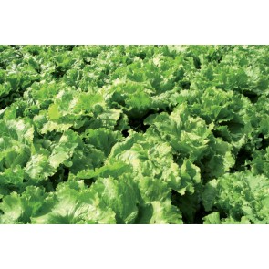 Salata VANITY F1 5 gr /enza zaden/